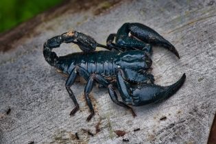 Animals_56