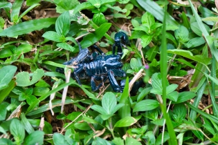 Animals_57