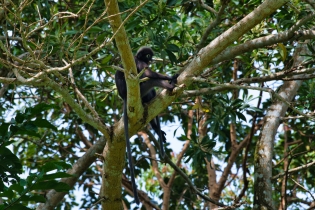 Animals_58