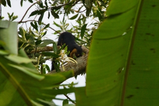 Animals_60