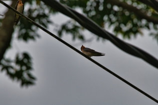 Animals_61