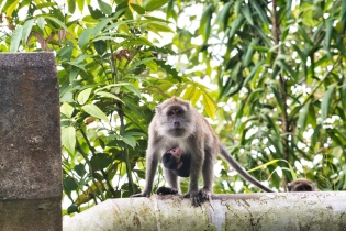 Animals_62
