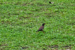 Animals_64