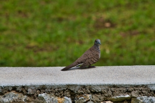 Animals_65