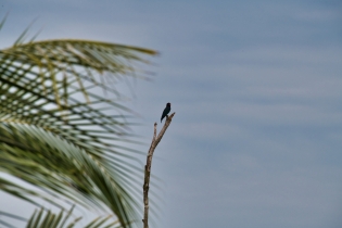 Animals_66