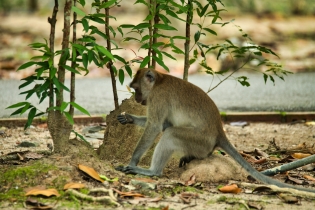 Animals_68