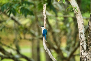 Animals_69