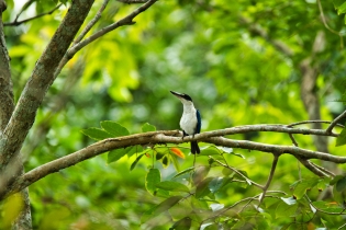 Animals_70