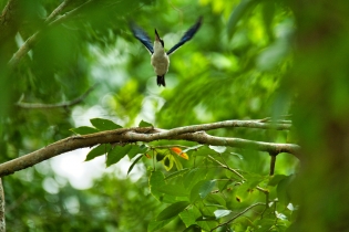 Animals_71