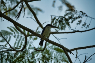 Animals_72