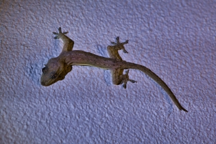 Animals_74