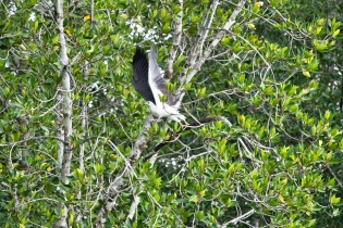 Animals_75