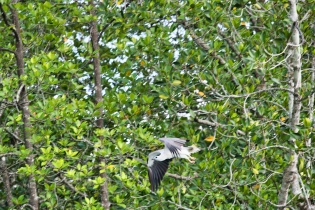 Animals_76