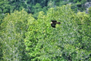 Animals_80