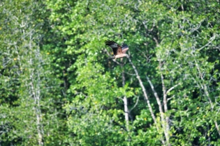 Animals_81
