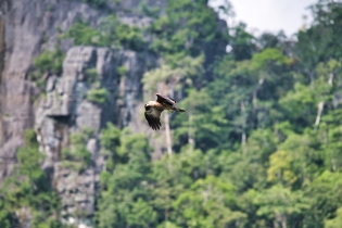 Animals_82