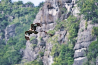Animals_83