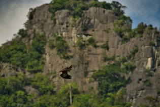 Animals_84