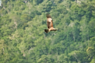 Animals_88