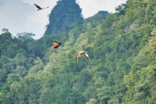 Animals_89
