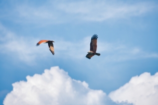 Animals_90
