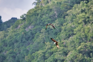Animals_93