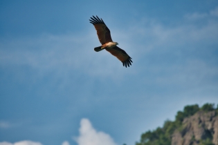 Animals_95