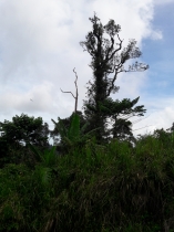 Gunung Raya