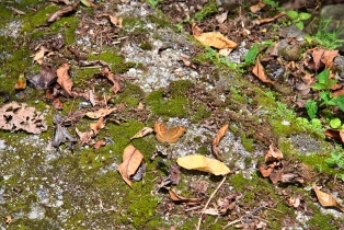 Gunung Raya_41