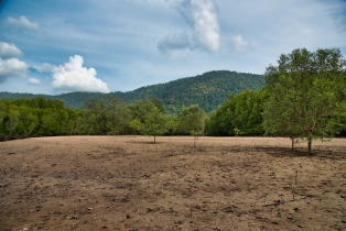 Mangrove