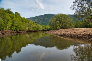 Mangrove_112