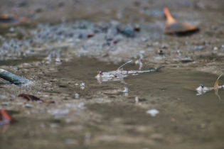 Mangrove_128
