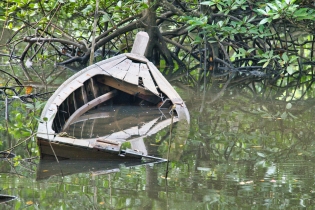 Mangrove_145