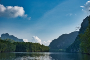 Mangrove_14