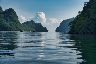 Mangrove_19
