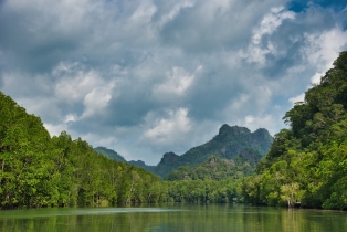 Mangrove_33