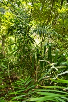 Mangrove_61