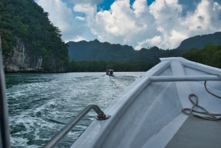 Mangrove
