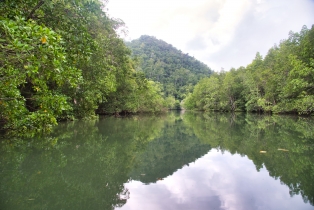 Mangrove_83