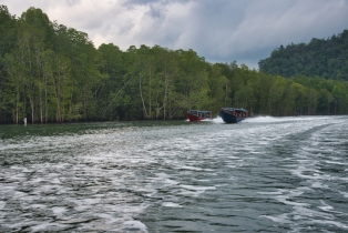 Mangrove