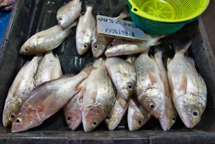 Night Market