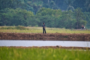 Rice Field_14