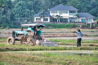 Rice Field