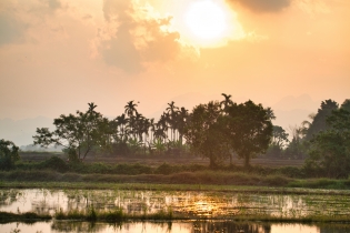 Rice Field