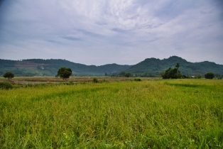 Rice Field_5