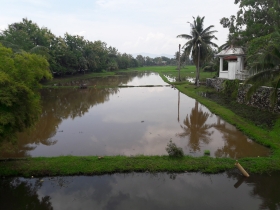 Rice Garden