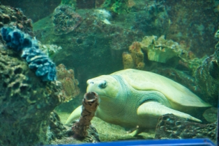 Underwater World_28