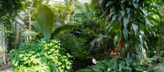Palmengarten (39)