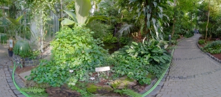 Palmengarten (53)
