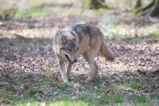 Wildlife_11